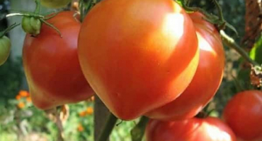 Nejlepší odrůdy rajčat pro transbaikalia, jak a kdy zasadit sazenice a růst